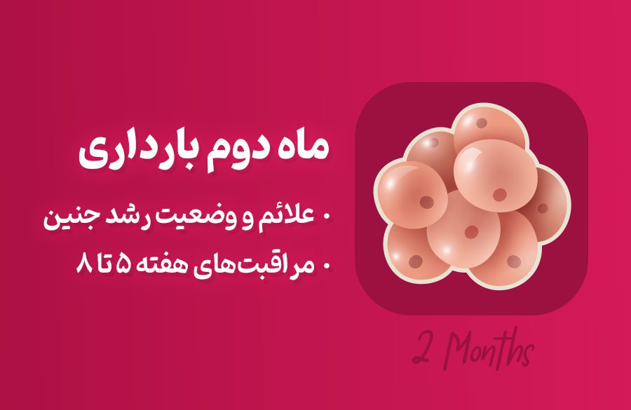 ماه دوم بارداری؛ علائم و توصیه‌های لازم